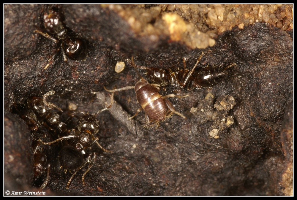 Myrmecophilus  and  ants